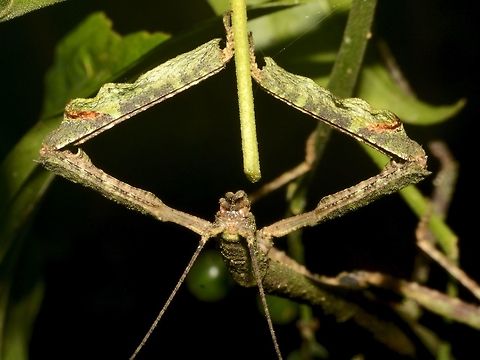 The Megabeast! Yes, the name of this Phasmid is Megabeast!
The scientific name is Hermagoras sigillatus with Hermagoras megabeast as synonym. Geotagged,Hermagoras megabeast,Hermagoras sigillatus,Malaysia,Megabeast Stick Insect,Phasmid,Spring,Stick Insect,Taway,sabah