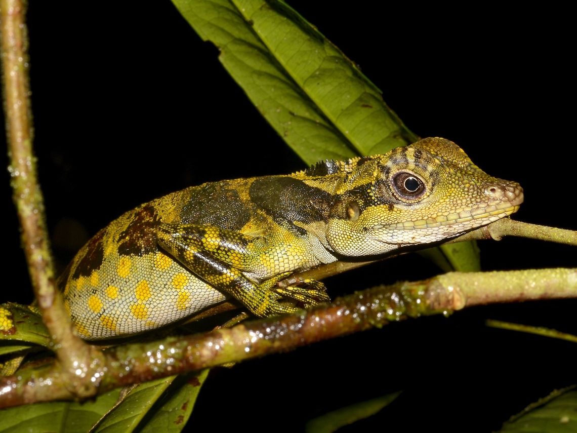 Giant Forest Dragon - Gonocephalus grandis  Geotagged,Giant Forest Dragon,Gonocephalus grandis,Great Angle-headed Dragon,Lizard,Malaysia,Sabah,Spring,Tawau