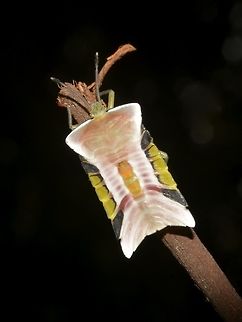Nymph of Giant Shield Stink Bug - Tessaratomidae This is a nymph of Giant Shield Stink Bug from the family of Tessaratomidae.
The adults may be stinky but the nymphs sure are gorgeous! Geotagged,Malaysia,Nymph of Stink Bug,Sabah,Spring,Stink Bug,Tawau,Tessaratomidae