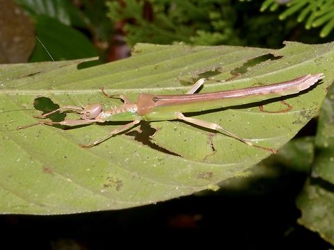 Stick Insect, Phasmid - Kalocorinnis wegneri This is a very rare female Phasmid of the species - Kalocorinnis wegneri.  She is small in size, around 6 cm.

This species was only described in 1995.
First specimen found was back in 1956 by A,M.R. Wegner, I gather this species is named after him for the discovery. Second specimen was found in 1983.  Both specimen materials are incomplete and damaged.

Males of this species have not been discovered yet. Geotagged,Kalocorinnis wegneri,Malaysia,Phasmid,Sabah,Spring,Stick Insect
