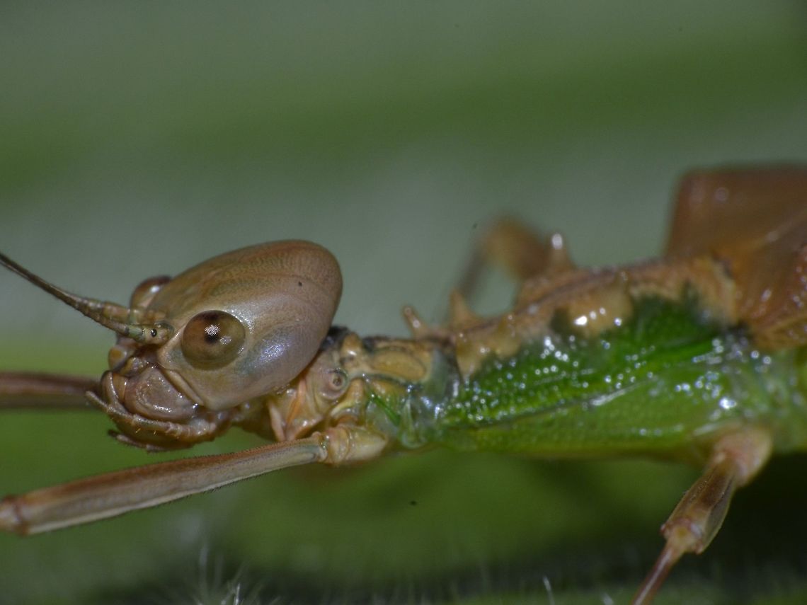 Beautiful Phasmid Close-up of this rare Phasmid of the species - Kalocorinnis wegneri.<br />
She has an odd/oval shaped head with spines on her thorax. Geotagged,Kalocorinnis wegneri,Malaysia,Phasmid,Sabah,Spring,Stick Insect