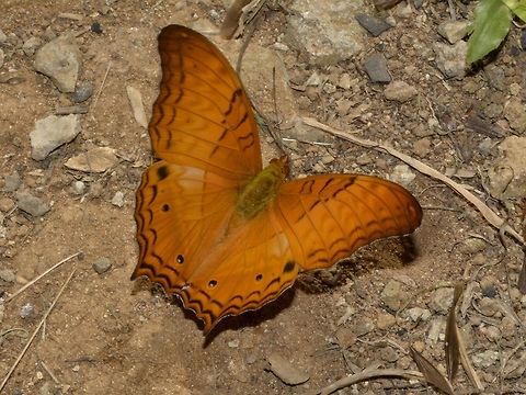 Malay Cruiser - Vindula dejone dajakorum  Butterfly,Geotagged,Malay Cruiser,Malaysia,Sabah,Spring,Tawau,Vindula dejone,Vindula dejone dajakorum
