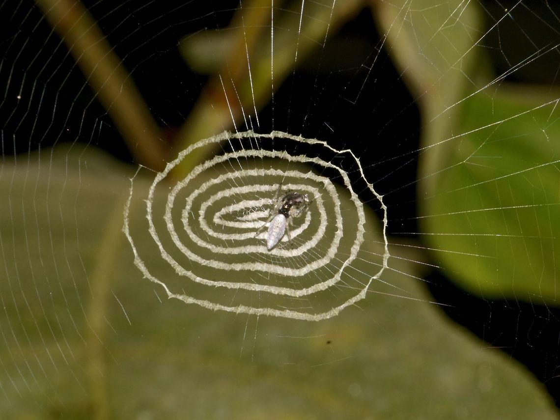 Variable Decoy Spider - Cyclosa confraga  Cyclosa confraga,Geotagged,Malaysia,Sabah,Spider,Spring,Tawau,Variable Decoy Spider