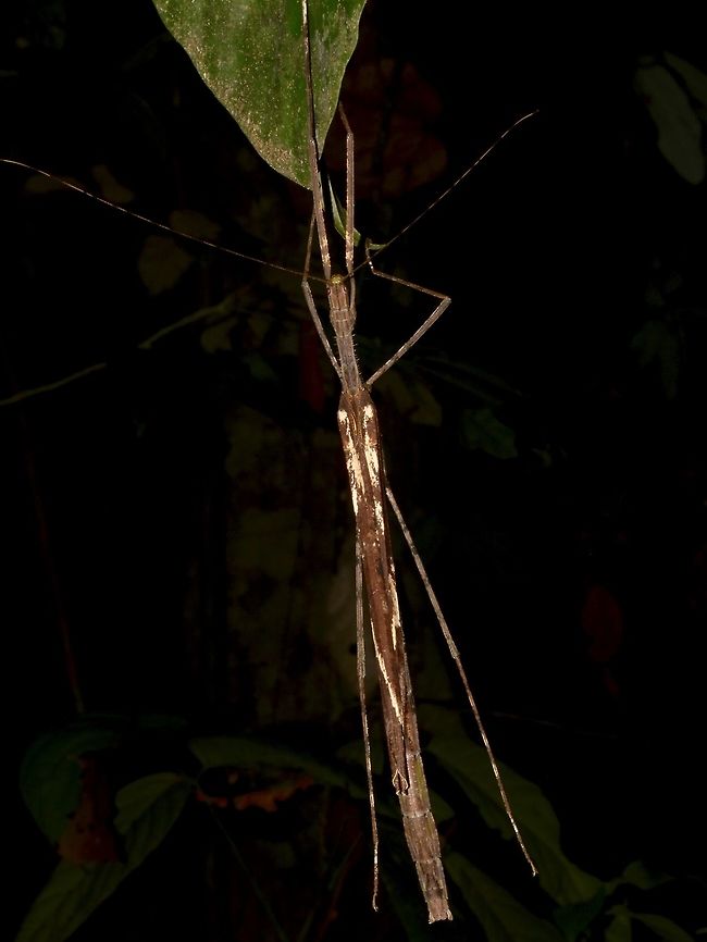 Stick Insect, Phasmid - Gargantuoidea matangensis This is a female Phasmid of the species - Gargantuoidea matangensis.<br />
Similar to other species from the same genus of Gargantuoidea, she has spines on her thorax. Gargantuoidea matangensis,Geotagged,Malaysia,Phasmid,Spring,Stick Insect,Tawau,sabah