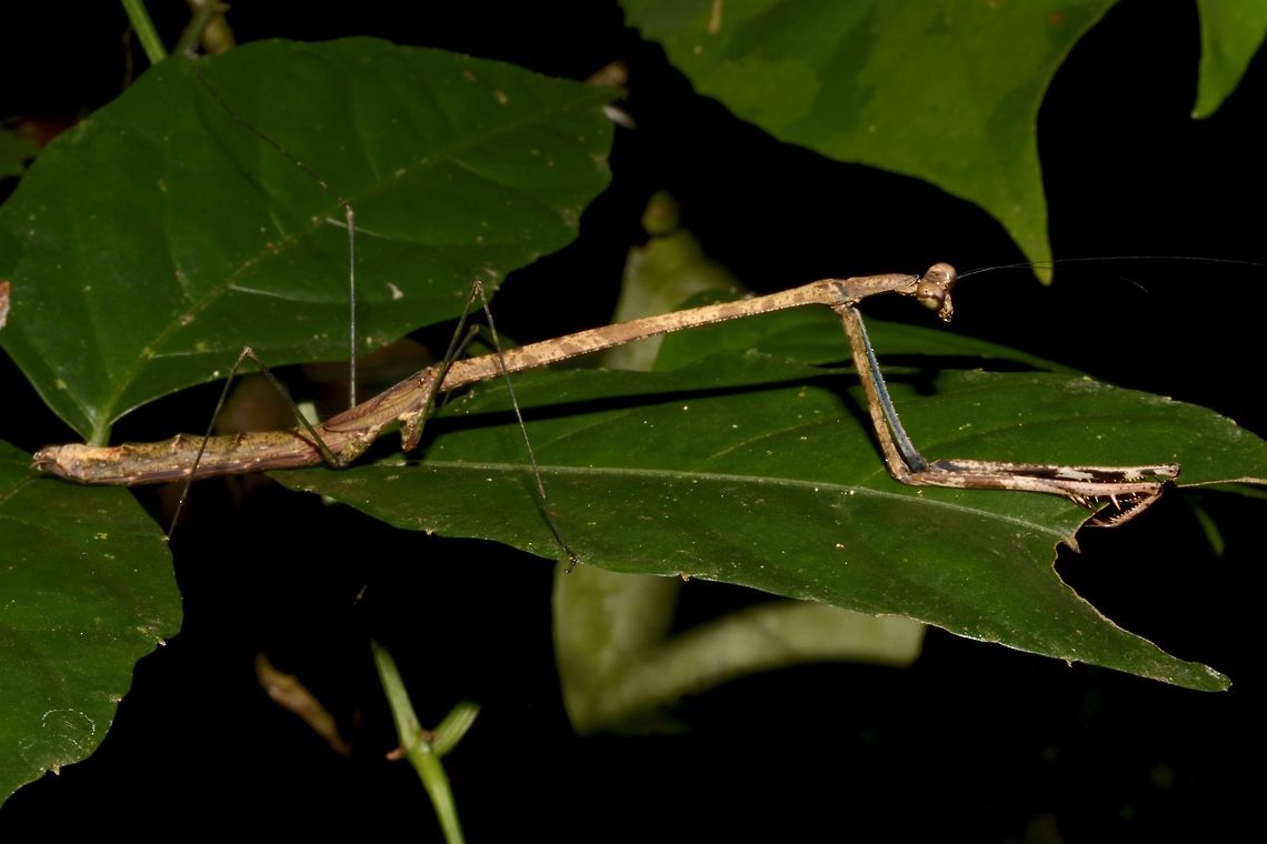 Kneeling down to you Giant Stick Mantis - Paratoxodera cornicollis Geotagged,Giant Stick Mantis,Malaysia,Paratoxodera cornicollis,Praying Mantis,Sabah,Spring,Tawau