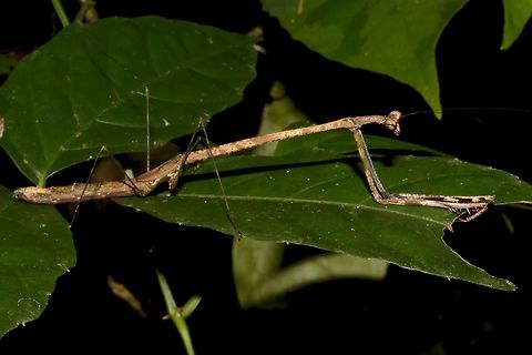 Giant Malaysian stick mantis