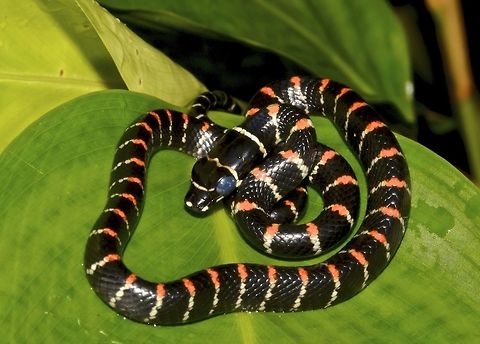 Paradise Tree Snake - Chrysopelea paradisii Saw this beautiful juvenile Paradise Tree/Flying Snake during a nigh walk.  It was just less than 1 meter from the ground.  I noticed it was kind of 'easily agitated'  but wasn't sure why. It was trying to 'strike' at me when I tried to get more close-up shots and I didn't want to push my luck as at that time, I wasn't sure how venomous this Snake can be.  Later when at home when going through the pictures, noticed that they eyes seems 'opaque' probably its going to shed skins, and that's when they easily gets nervous. Camarines,Chrysopelea paradisi,Flying Snake,Geotagged,Paradise flying snake,Philippines,Snake,Summer