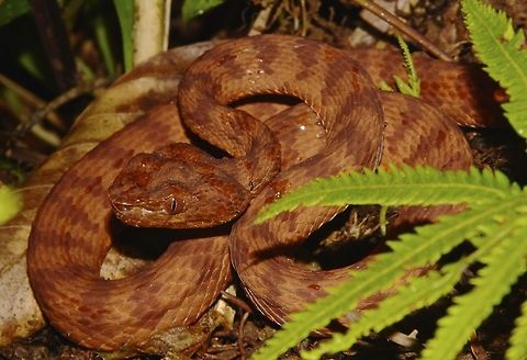 Philippine Pit Viper - Trimeresurus flavomaculatus Most pictures I saw online of Philippine Pit Viper - Trimeresurus flavomaculatus are of green with brown/red bands/stripe.  The ID I got for this one is still the same, Philippine Pit Viper, it seems  they can be all brown in colour as in this picture.

Saw during the end of night walk when we were passing by the shelter of the guards, they were curious what we have seen during our walk and asked us to show them some pics.  I showed them pics of the Common Mock Viper which I saw earlier and they got excited and told me there is a snake behind their shelter, naturally, I asked them to show me :) Camarines,Geotagged,Philippine pit viper,Philippines,Pit Viper,Snake,Summer,Trimeresurus flavomaculatus,Viper