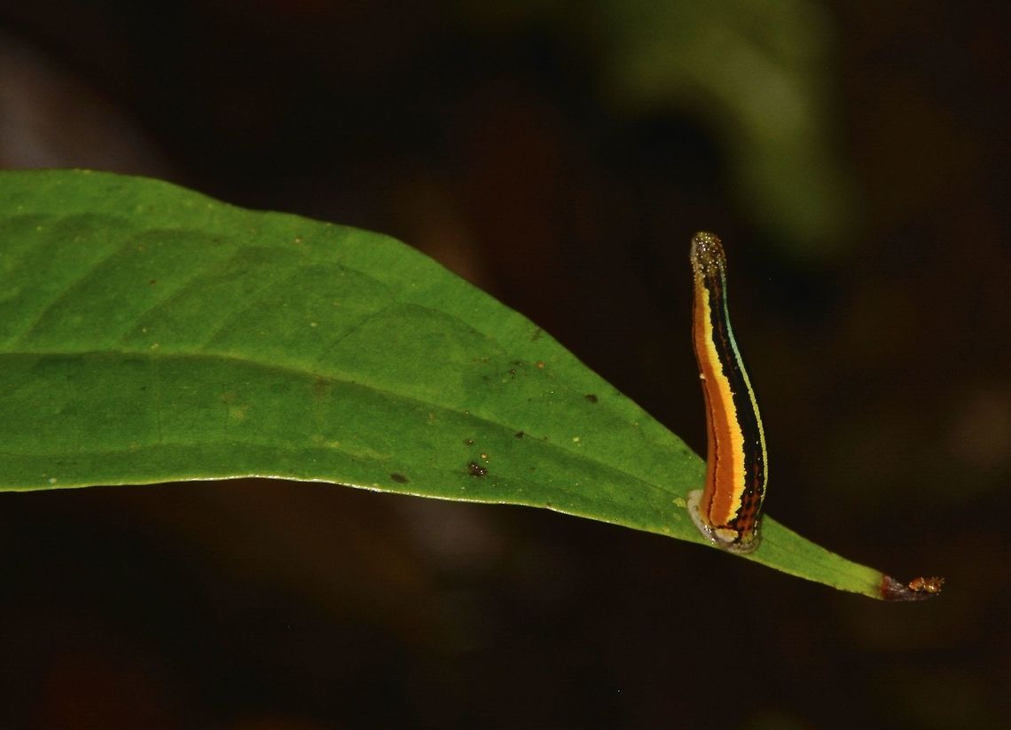 Tiger Leech - Haemadipsa picta This one is around 1 cm, not extended, probably up to 3 cm when it extends. Quite colourful. Its hard to say they are pretty or nice considering they are &#039;actively&#039; seeking you out to suck your blood! You certainly don&#039;t want to mess with them. They tend to come out after rain and sometimes, they drops down from the tree above onto you and even your camera. Camarines,Geotagged,Haemadipsa picta,Leech,Philippines,Summer,Tiger Leech