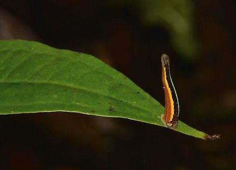 Tiger Leech - Haemadipsa picta This one is around 1 cm, not extended, probably up to 3 cm when it extends. Quite colourful. Its hard to say they are pretty or nice considering they are 'actively' seeking you out to suck your blood! You certainly don't want to mess with them. They tend to come out after rain and sometimes, they drops down from the tree above onto you and even your camera. Camarines,Geotagged,Haemadipsa picta,Leech,Philippines,Summer,Tiger Leech