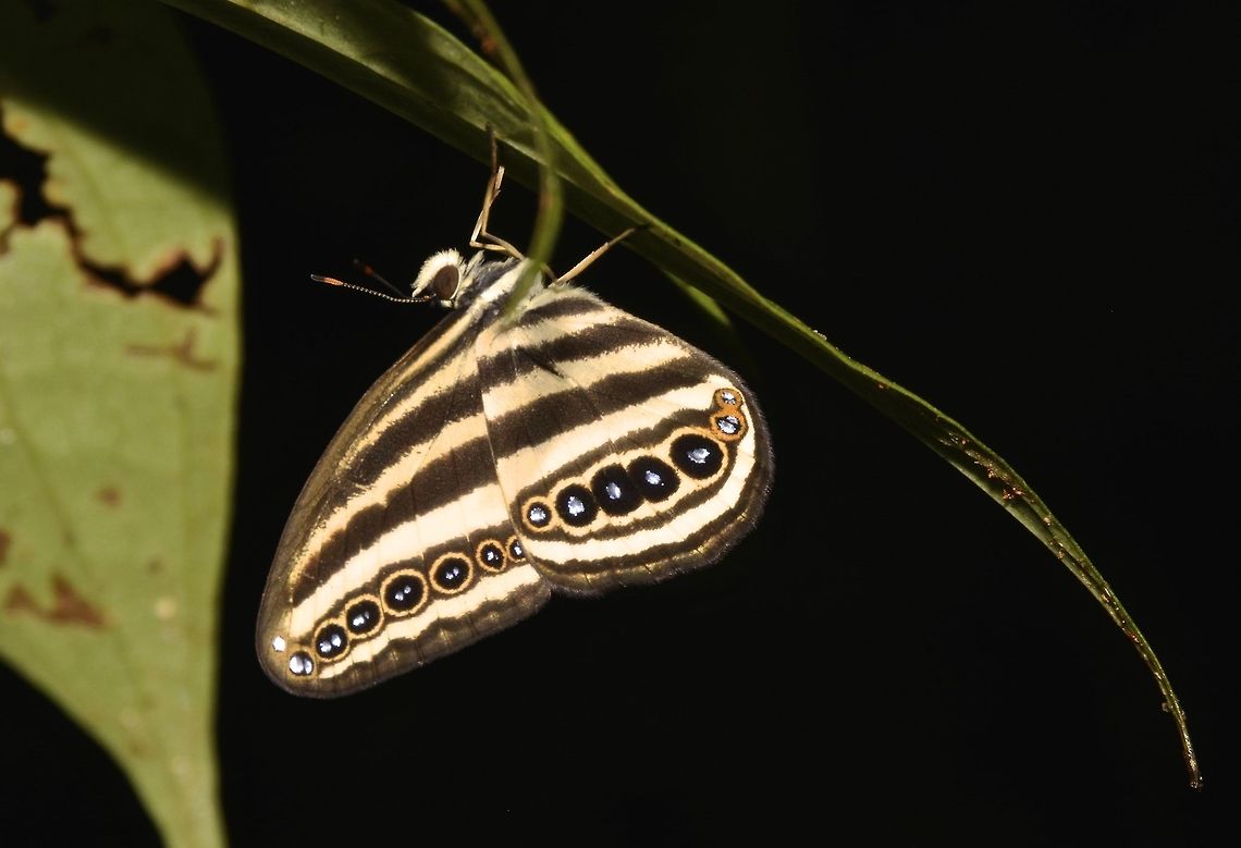 Striped Ringlet - Ragadia makuta  Butterfly,Camarines,Geotagged,Philippines,Ragadia makuta,Striped Ringlet,Summer