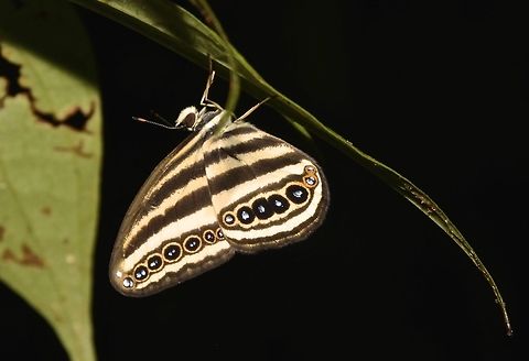 Striped Ringlet - Ragadia makuta  Butterfly,Camarines,Geotagged,Philippines,Ragadia makuta,Striped Ringlet,Summer