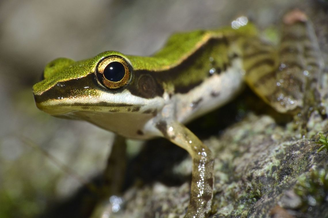 Common Green Frog - Rana erythraea Saw this Common Green Frog - Rana erythraea during a night walk near a stream/river.<br />
Quite impressed with the bright green colour. Camarines,Common green frog,Frog,Geotagged,Green Frog,Hylarana erythraea,Philippines,Summer
