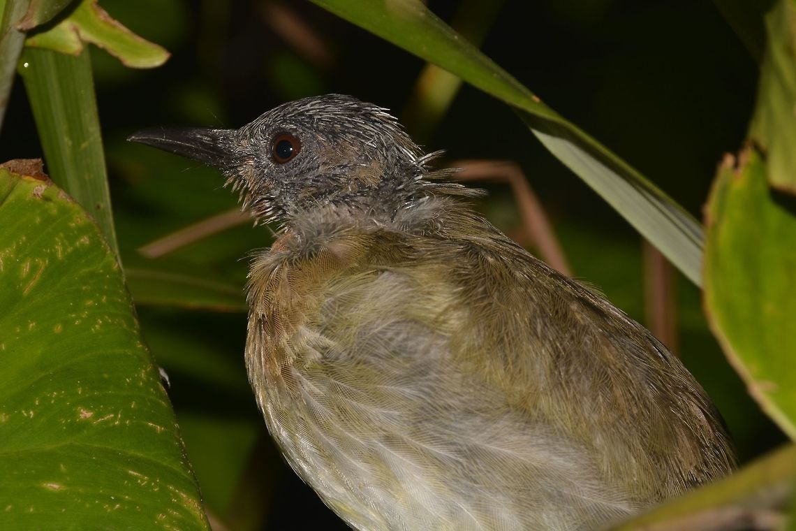 Philippine Bulbul - Hypsipetes philippinus  Bird,Bulbul,Camarines,Geotagged,Hypsipetes philippinus,Philippine bulbul,Philippines,Summer