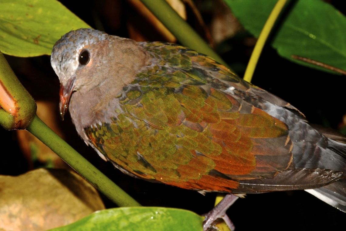 Common Emerald Dove - Chalcophaps indica  Bird,Camarines,Chalcophaps indica,Common Dove,Common Emerald Dove,Dove,Geotagged,Philippines,Summer
