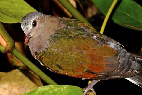 Common Emerald Dove - Chalcophaps indica  Bird,Camarines,Chalcophaps indica,Common Dove,Common Emerald Dove,Dove,Geotagged,Philippines,Summer
