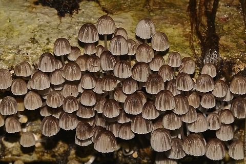Cluster of Fungi Not sure, this cluster of Fungi could be from the genus Coprinellus. Camarines,Coprinellus,Coprinellus sp,Fungi,Geotagged,Philippines,Summer