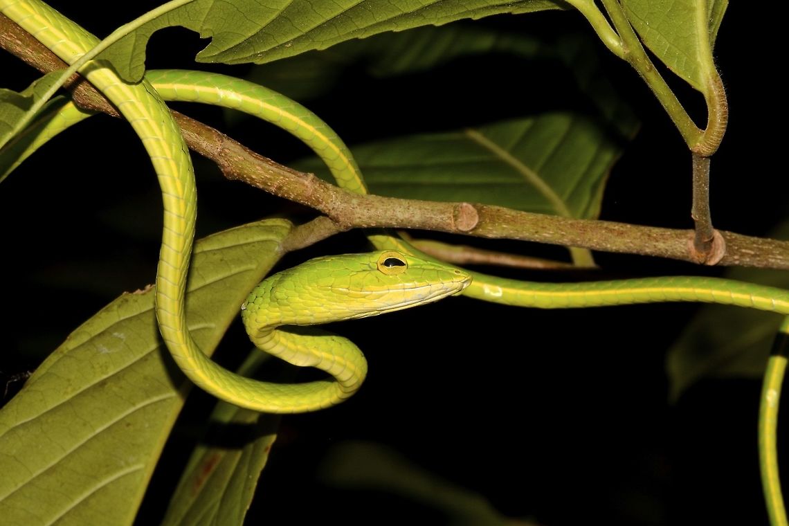Oriental Whip Snake - Ahaetulla prasina  Ahaetulla prasina,Camarines,Geotagged,Oriental whipsnake,Philippines,Snake,Summer