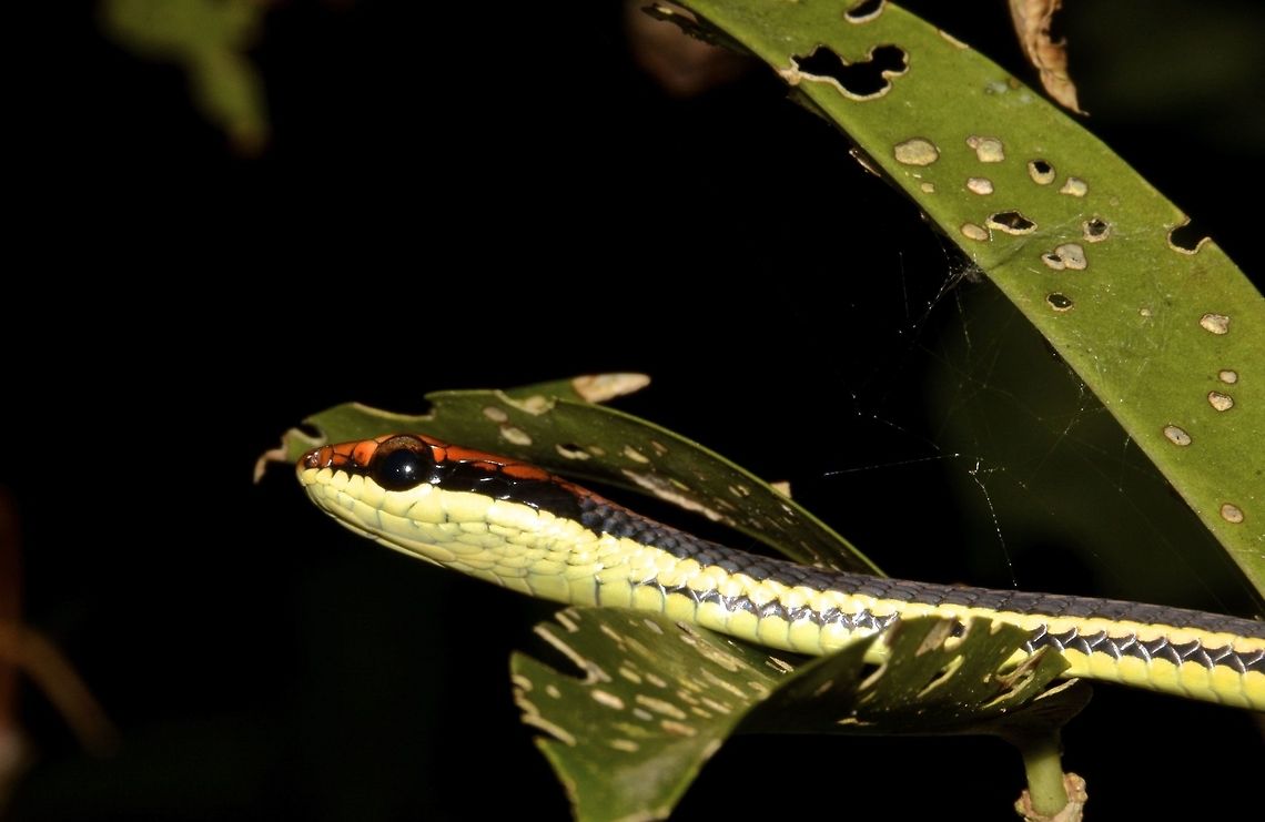 Common Bronzeback Tree Snake - Dendrelaphis tristis  Bronzeback Snake,Camarines,Common Bronzeback Tree Snake,Daudins Bronzeback,Dendrelaphis tristis,Geotagged,Philippines,Snake,Summer,Tree Snake