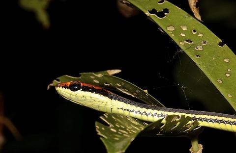 Common Bronzeback Tree Snake - Dendrelaphis tristis  Bronzeback Snake,Camarines,Common Bronzeback Tree Snake,Daudins Bronzeback,Dendrelaphis tristis,Geotagged,Philippines,Snake,Summer,Tree Snake