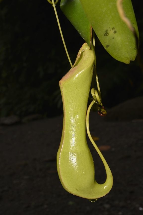 Pitcher Plant - Nepenthes graciliflora  Camarines,Geotagged,Nepenthes,Nepenthes graciliflora,Philippines,Pitcher Plant,Summer