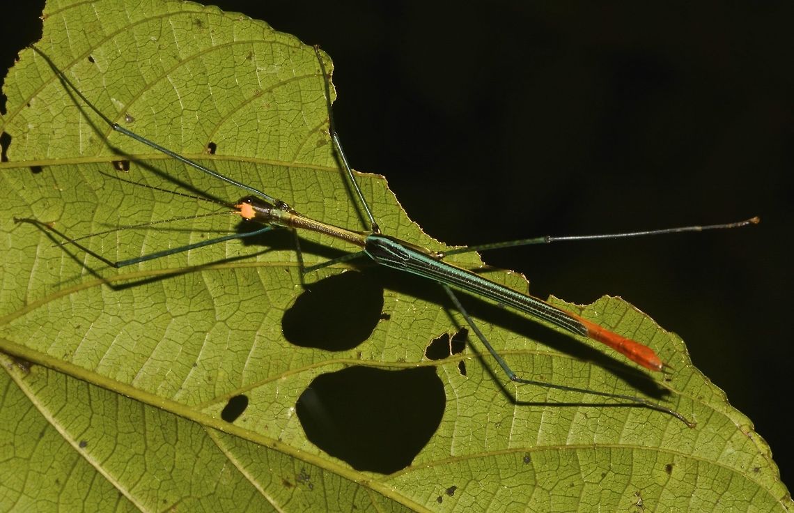 Stick Insect, Phasmid - Ophicrania palinurus This male Phasmid of the species Ophicrania palinurus is very striking in colour with a patch of yellow on the head, shiny green thorax, bluish stripes/bands on the wings and orange/red tip of abdomen. Camarines,Geotagged,Ophicrania palinurus,Phasmid,Philippines,Stick Insect,Summer