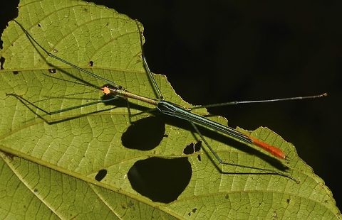Stick Insect, Phasmid - Ophicrania palinurus This male Phasmid of the species Ophicrania palinurus is very striking in colour with a patch of yellow on the head, shiny green thorax, bluish stripes/bands on the wings and orange/red tip of abdomen. Camarines,Geotagged,Ophicrania palinurus,Phasmid,Philippines,Stick Insect,Summer