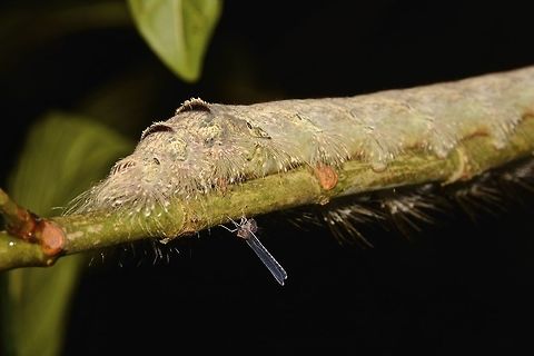 Caterpillar of Hawkmoth - Daphnis sp This was a huge Caterpillar of Hawkmoth from the genus Daphnis.
In the picture, there is a tiny Derbid Planthopper, for size comparison. Camarines,Caterpillar,Daphnis sp.Daphnis,Geotagged,Hawkmoth,Moth,Philippines,Summer