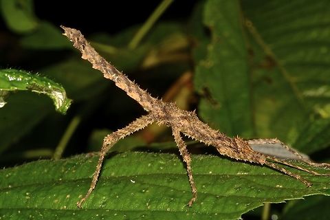 Stick Insect, Phasmid - Obrimus bicolanus  Camarines,Geotagged,Obrimus bicolanus,Phasmid,Philippines,Stick Insect,Summer