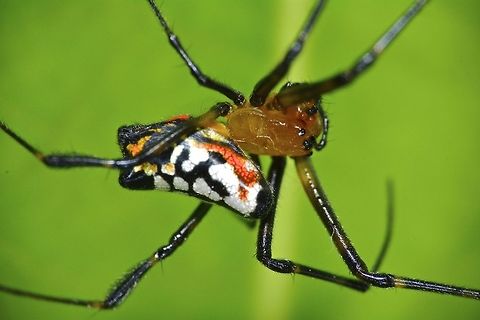 Pear-shaped Leucauge Spider - Opadometa fastigata  Geotagged,Opadometa fastigata,Pear-shaped Leucauge,Philippines,Summer