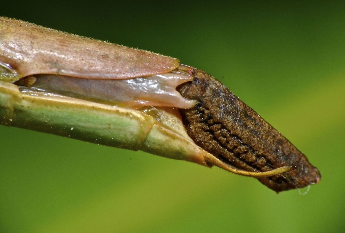Carrying an Egg This is a close-up of the end of abdomen of a female Phasmid of the species Ophicrania palinurus.<br />
She is carrying an Egg. Camarines,Geotagged,Ophicrania palinurus,Phasmid,Philippines,Stick Insect,Summer