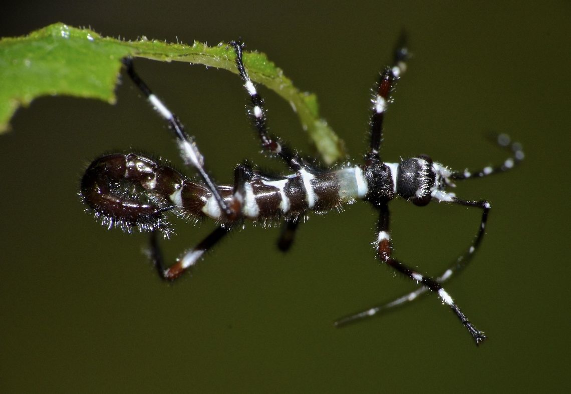 Baby Ant? This is a nymph of Stick Insect, Phasmid of the species Orthomeria pandora, probably newly hatched or few days old.<br />
<br />
Mentioned it could be newly hatched as it was seen during day time, quite low near the ground and it was actively moving, and when they are moving, they curled up the end of the abdomen making them looking like an ant, sort of a mimicry to prevent getting eaten. Camarines,Geotagged,Orthomeria pandora,Phasmid,Philippines,Stick Insect,Summer