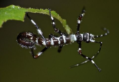 Baby Ant? This is a nymph of Stick Insect, Phasmid of the species Orthomeria pandora, probably newly hatched or few days old.

Mentioned it could be newly hatched as it was seen during day time, quite low near the ground and it was actively moving, and when they are moving, they curled up the end of the abdomen making them looking like an ant, sort of a mimicry to prevent getting eaten. Camarines,Geotagged,Orthomeria pandora,Phasmid,Philippines,Stick Insect,Summer