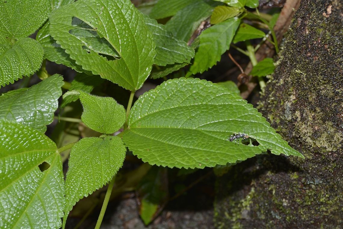 Can you find the ant? Took this picture to show how tiny this nymph of Phasmid can be, around 1 cm in size. Camarines,Geotagged,Orthomeria pandora,Phasmid,Philippines,Stick Insect,Summer