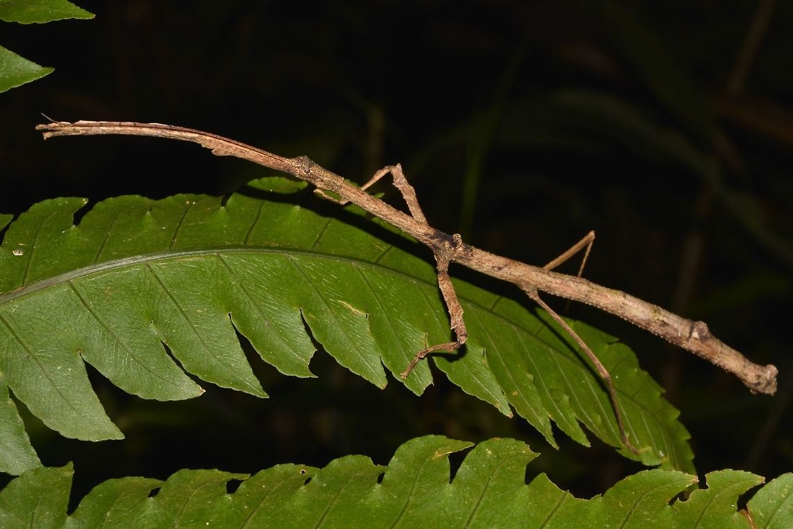 Stick Insect, Phasmid - Staelonchodes geniculatus This is a female Phasmid.<br />
On the website of Phasmida Speciesfile, it is still listed under the genus Staelonchodes, however, subsequent books and publication shows it is listed at Lonchodes geniculatus. Cameron Highlands,Geotagged,Malaysia,Orange-kneed Stick Insect,Phasmid,Staelonchodes geniculatus,Stick Insect,Summer