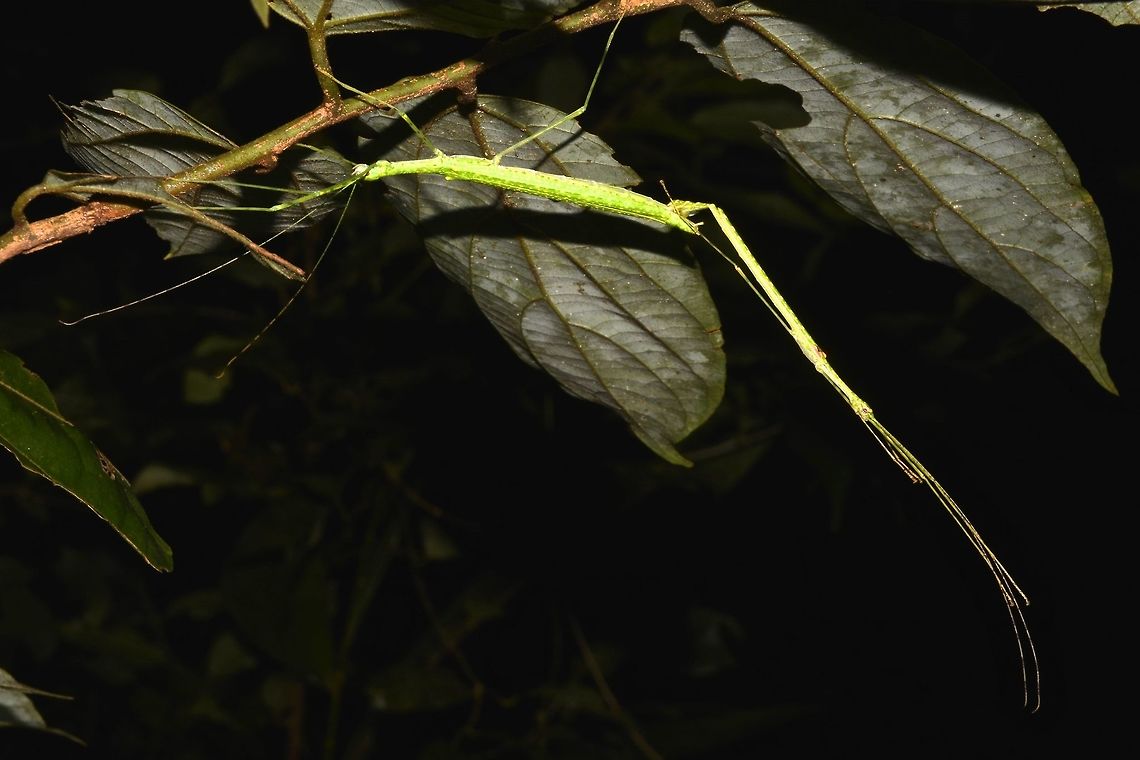 Survival of the species requires great strength! A pair of Phasmids from the species - Necroscia punctata, here the male is hanging just by the connection of his genitalia to the female! Cameron Highlands,Geotagged,Malaysia,Necroscia punctata,Phasmid,Spotted Flying Stick,Stick Insect,Summer