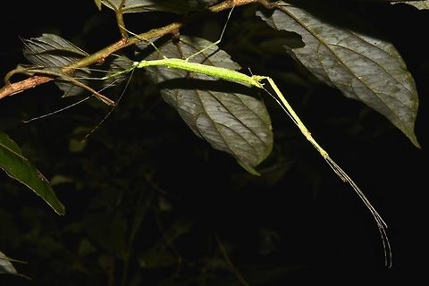 Survival of the species requires great strength! A pair of Phasmids from the species - Necroscia punctata, here the male is hanging just by the connection of his genitalia to the female! Cameron Highlands,Geotagged,Malaysia,Necroscia punctata,Phasmid,Spotted Flying Stick,Stick Insect,Summer