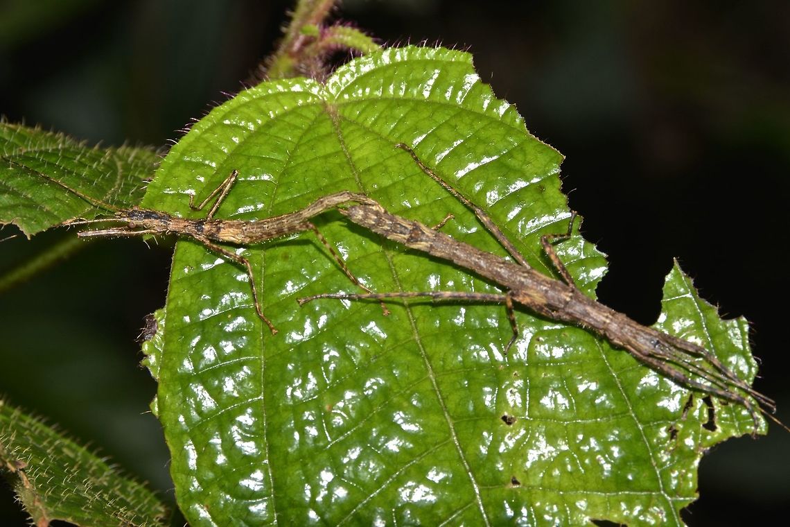 Connected but going to different direction! This pair of Tiny Abrosoma - Abrosoma gibberum found in pairing, but they don't see eye-to -eye.<br />
The adult of this species are mostly found in pairing, it seems the Male will hook-up with the female for the rest of his life! Abrosoma gibberum,Cameron Highlands,Geotagged,Malaysia,Phasmid,Stick Insect,Summer,Tiny Abrosoma