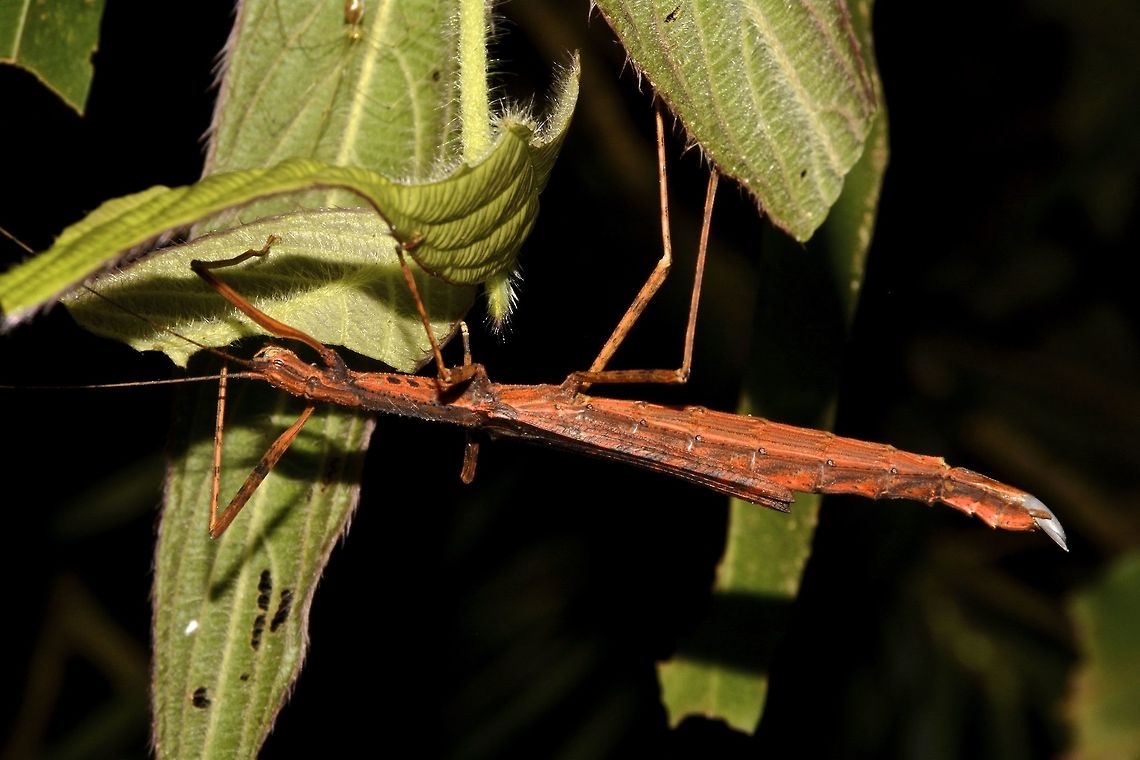 The Magnificent Anarchodes - Anarchodes magnificus This female Phasmid of the species Anarchodes magnificus was a surprise find and I found later from the book, Phasmids of Peninsular Malaysia and Singapore by Dr. Francis Seow-Choen, that this species is rare!<br />
In the picture, she is carrying an egg. Anarchodes magnificus,Cameron Highlands,Geotagged,Magnifient Anarchodes,Malaysia,Phasmid,Stick Insect,Summer