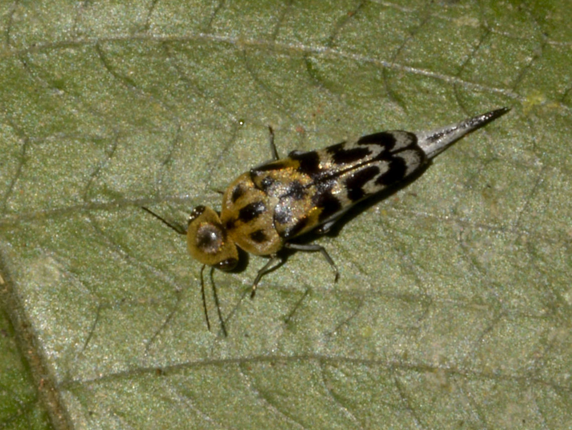 Tumbling Flower Beetle - Glipa malaccana The Tumbling Flower Beetle - Glipa malaccana is also known as Pin-Tail Beetle, very small in size, around 8-10 mm. Beetle,Flower Beetle,Geotagged,Glipa malaccana,Malaysia,Penang,Pin-Tail Beetle,Summer,Tumbling Flower Beetle