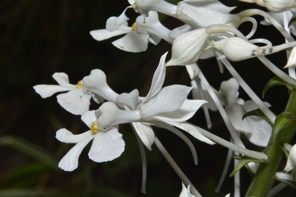 Thrice Folded Calanthe Orchid - Calanthe triplicata  Calanthe,Calanthe triplicata,Fall,Geotagged,Malaysia,Orchid,Sabah,Tawau,Thrice Folded Calanthe Orchid