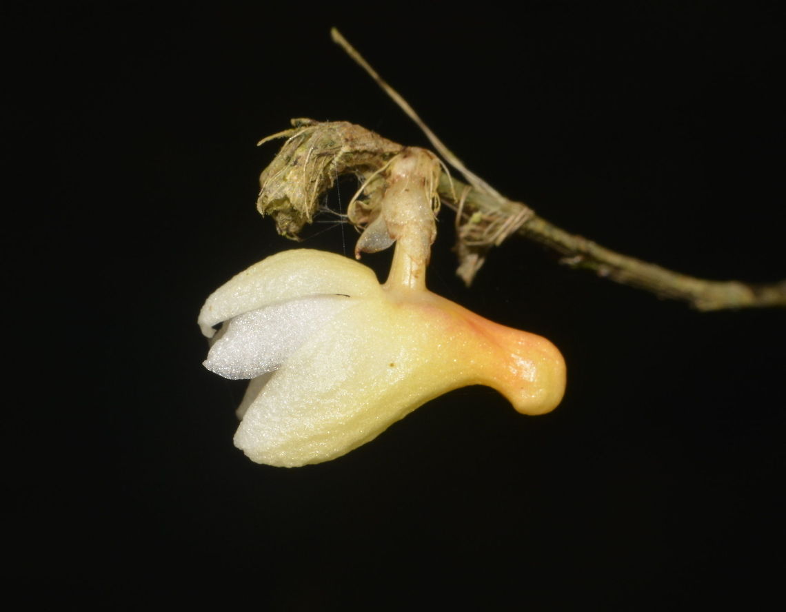 Boat-shaped Column Dendrobium Orchid - Dendrobium cymbulipes  Boat-shaped Column Dendrobium,Dendrobium cymbulipes,Flower,Geotagged,Kinabalu,Malaysia,Orchid,Sabah,Summer