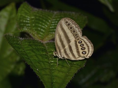 Striped Ringlet