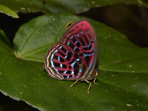 Malay Red Harlequin - Paralaxita damajanti  Butterfly,Cameron Highlands,Geotagged,Malay Red Harlequin,Malaysia,Paralaxita damajanti,Summer