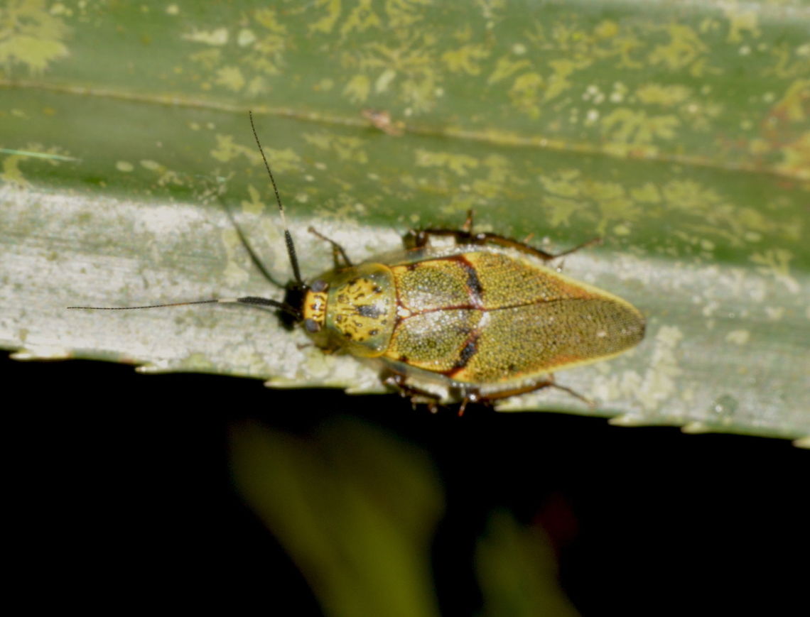 Cockroach - Pachnepteryx signaticollis Finally managed to find the ID of this small beautiful Cockroach - Pachnepteryx signaticollis, from a local (Filipino) expert on Cockroaches. Cockroach,Geotagged,Pachnepteryx signaticollis,Pagudpud,Philippines,Spring