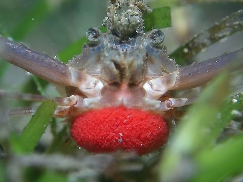 Red Caviar! Small Crab - Lupocyclus philippinensis, carrying a bunch of eggs. Anilao,Batangas,Crab,Geotagged,Lupocyclus philippinensis,Philippines,Spring