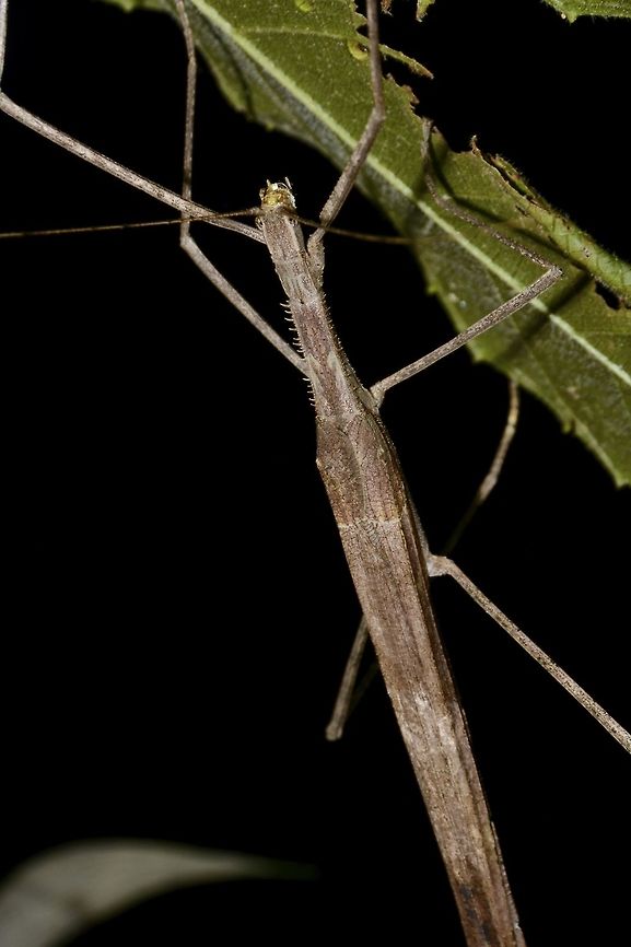 Triumphant Giant Stick Insect - Gargantuoidea triumphalis  Cameron Highlands,Gargantuoidea triumphalis,Geotagged,Malaysia,Phasmid,Stick Insect,Summer,Triumphant Giant Stick Insect