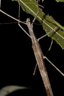 Triumphant Giant Stick Insect - Gargantuoidea triumphalis  Cameron Highlands,Gargantuoidea triumphalis,Geotagged,Malaysia,Phasmid,Stick Insect,Summer,Triumphant Giant Stick Insect