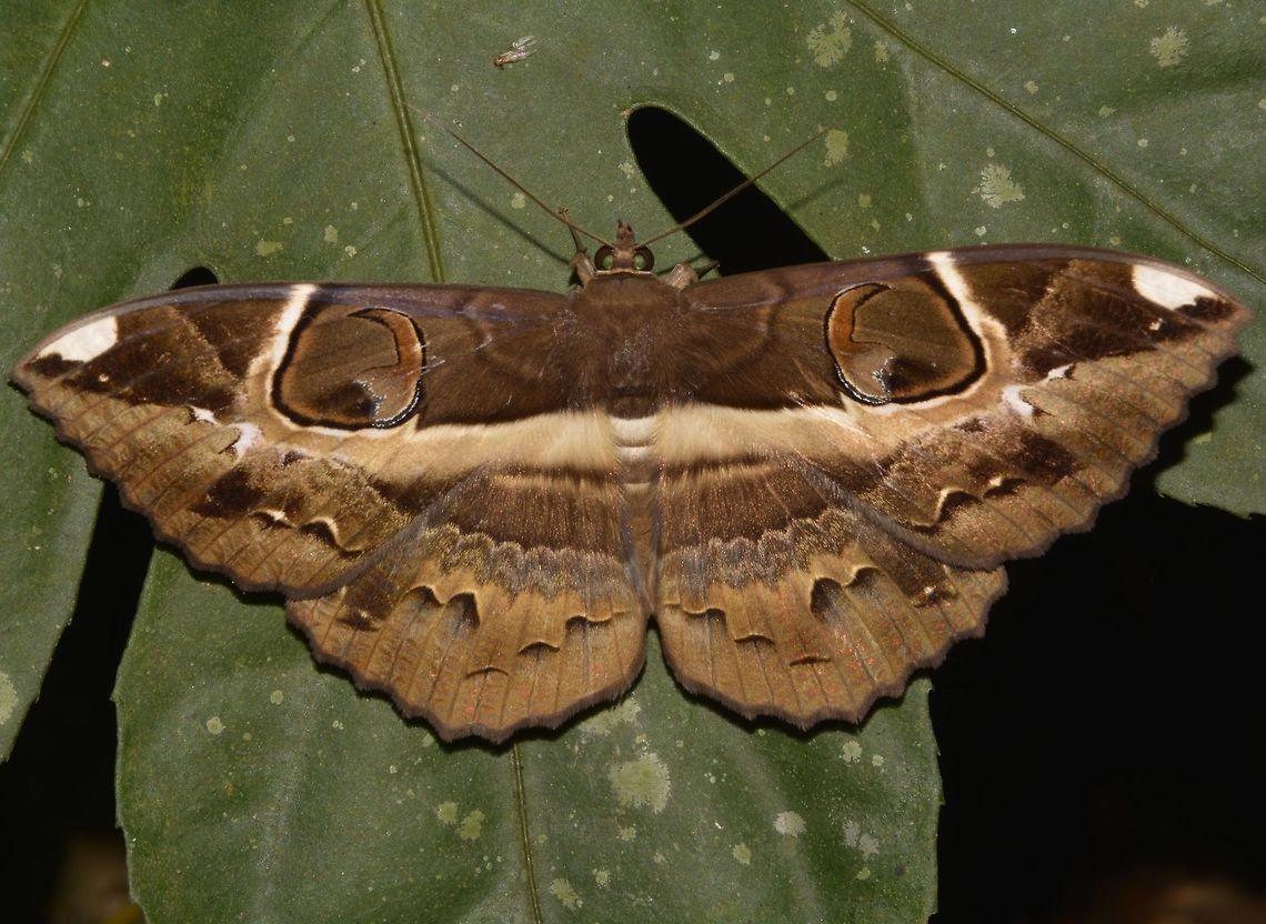 Erebid Moth - Erebus ephesperis  Cameron Highlands,Erebid Moth,Erebus ephesperis,Geotagged,Malaysia,Moth,Owl Moth,Summer