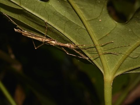 Westwood's Flying Stick - Necroscia westwoodi  Cameron Highlands,Geotagged,Malaysia,Necroscia westwoodi,Phasmid,Stick Insect,Summer,Westwood's Flying Stick
